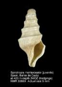 Spirotropis monterosatoi (3)